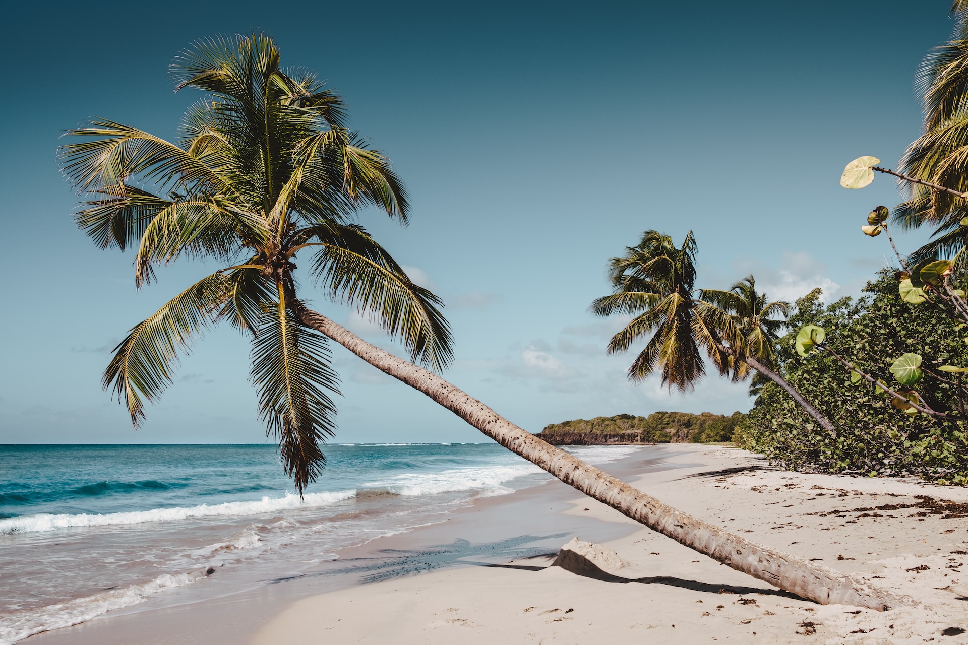 Un palmier surplombe une plage de sable en Martinique.