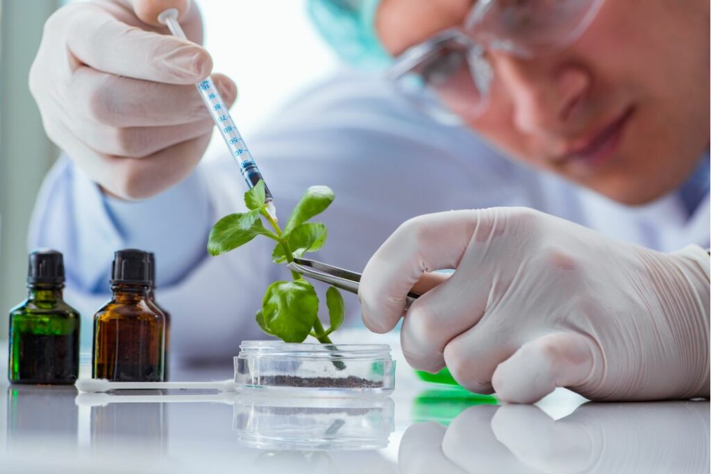 Un scientifique effectue une manipulation biologique sur une branche de basilic vert.